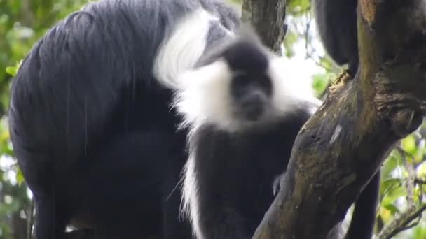 アフリカの熱帯雨林の自然環境における黒い白いコロブスとコロビのサル 野生動物の尾の猿混雑した熱帯の熱帯のコロブスの猿の猿の猿の猿の猿のサファリナイジェリアコンゴタンザニアカメルーンウガンダルワンダ — ストック動画