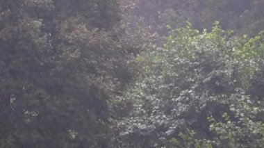 Ormanda Şiddetli Şiddetli Yağmur. Sağanak yağış, kasırga fırtınası, kasırga fırtınası, kasırga, kasırga, kasırga, kasırga, kasırga yağmurları, yağmur, yağmur, yağmur, mikro patlama, sağanak, orman ağacı, 4K.