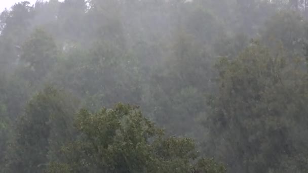 森の中で激しい雨 降水量の低下洪水雹ハリケーン台風雷雨竜巻スーパーセル雨雨雨雨雨のカーテンマイクロバーストダウンバースト気象森林木4Kのカーテン — ストック動画