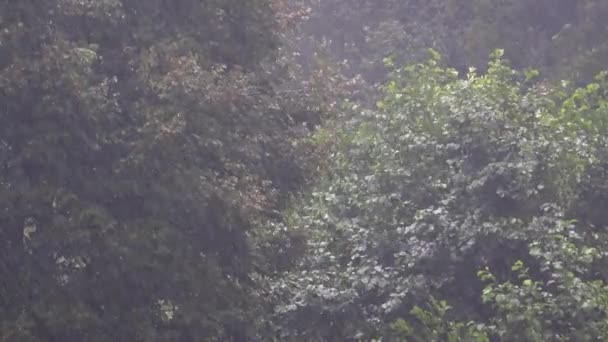 森の中で激しい雨 降水量の低下洪水雹ハリケーン台風雷雨竜巻スーパーセル雨雨雨雨雨のカーテンマイクロバーストダウンバースト気象森林木4Kのカーテン — ストック動画