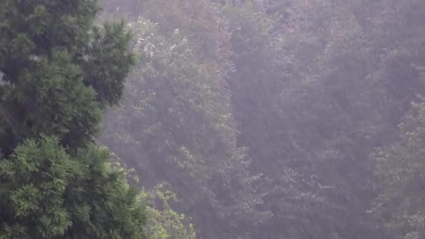 Forte pluie dans la forêt. Précipitations chute déluge grêle ouragan typhon orage tornade supercellule pluie pluie rideau de pluie microrafale rafale météo forêt arbre 4K.