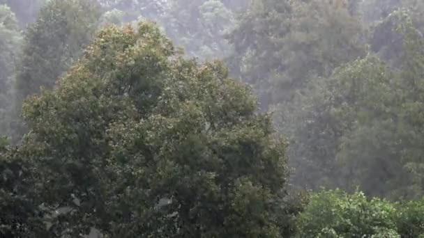 Zware Sterke Regen Het Bos Neerslag Neerslag Zondvloed Hagel Orkaan — Stockvideo