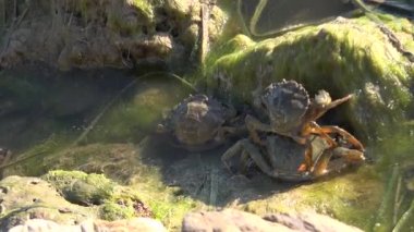 Çamurlu türbülans suyunda yengeç. Yengeç, hayvan deniz kıskacı doğal habitat çevresi vahşi yaşam eklembacaklı nehir yosunlu bataklık yosunlu bataklık çamurlu bataklık çamurlu musagmire muskeg sphagnum deniz yosunu.