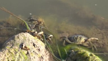 Çamurlu türbülans suyunda yengeç. Yengeç, hayvan deniz kıskacı doğal habitat çevresi vahşi yaşam eklembacaklı nehir yosunlu bataklık yosunlu bataklık çamurlu bataklık çamurlu musagmire muskeg sphagnum deniz yosunu.