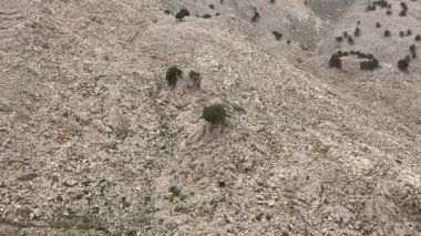 Arid Taşlı Dağ yüzeyindeki Ardıç Ağacı. Kurak dağ yamacında seyrek ağaçlar. Ardıçkuşları, selvi familyasından Juniperus cinsi olan kozalaklı ormanlardır. Doğa doğal