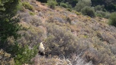 Porsuklar, Mustelidae ve Mephitidae ailelerinde kısa bacaklı hepçillerdir. Çalı yamaçlarda gerçek bir vahşi hayvan. Avrupa melinae helictidinae mellivorinae bal porsuğu ratel American taxideinae domuz Japon Asya javan Çin bornean 4K