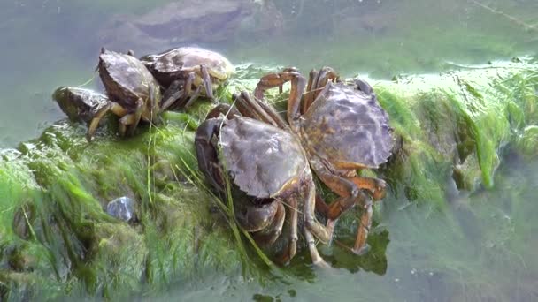 Cangrejo Aguas Turbias Fangosas Cangrejos Animales Pinzas Marinas Hábitat Natural — Vídeos de Stock