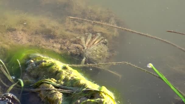 Crab Muddy Turbid Water Crabs Animal Sea Pincers Natural Habitat — Stock Video