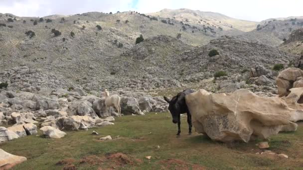 Caballo Que Pica Roca Arañando Caballo Arañando Cuerpo Contra Una — Vídeos de Stock