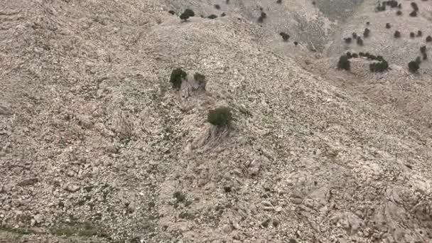 Enbärsträd Arid Stony Mountain Surface Gråa Träd Den Torra Bergssluttningen — Stockvideo