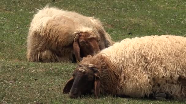 羊が寝てる 鼻をこするんだ 畜産とは 食肉や乳製品のために飼育される動物に関する農業の一部門である 無気力 うとうと うとうと めまい うとうと — ストック動画