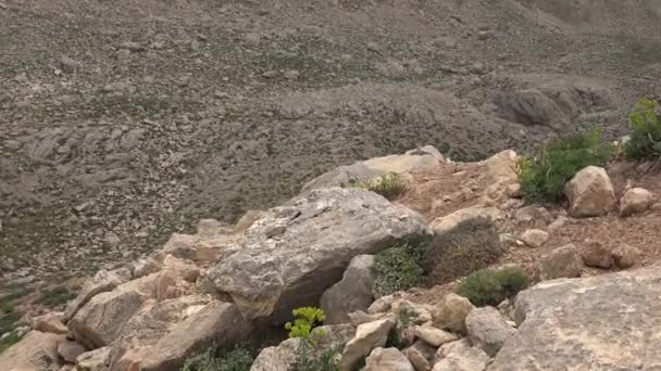 Pájaro Solitario Está Parado Sobre Una Roca Pajarito Tierra Árida — Vídeos de Stock