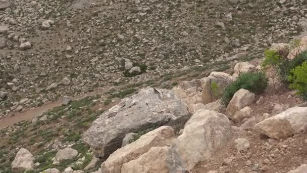 Lonely Bird Stands Rock Little Bird Arid Land Barren Steppe — Stock Video