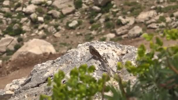 Oiseau Solitaire Tient Sur Rocher Petit Oiseau Terre Aride Dans — Video