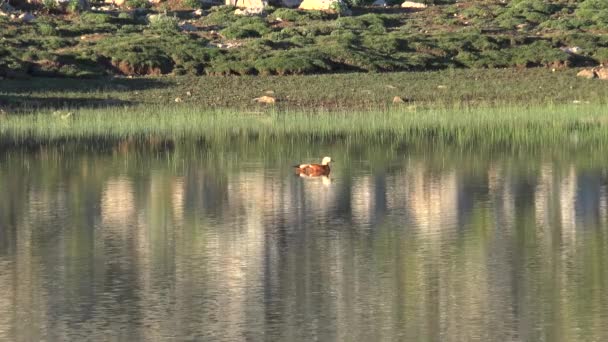 Seul Canard Sauvage Nageant Dans Lac Terme Oiseau Eau Alternativement — Video