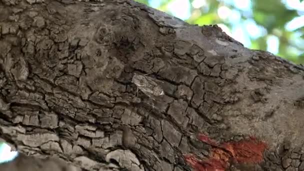 Seekor Jangkrik Abu Abu Berkamuflase Batang Pohon Tutup Dan Makro — Stok Video