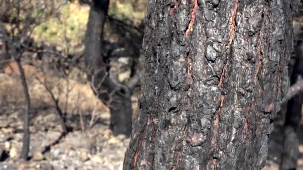 Svarta Trädstammar Och Grenar Med Aska Efter Skogsbrand Bränt Träd — Stockvideo