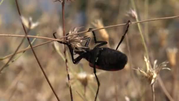Kuru Yaprakları Ndaki Kırmızı Siyah Benekli Asker Böcek Vahşi Vahşi — Stok video