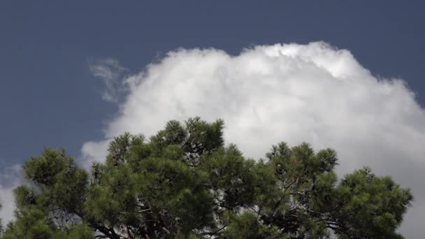 Aria Eccessivamente Umida Umida Nella Geografia Forestale Secca Time Lapse — Video Stock