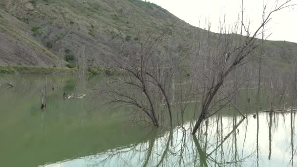 Secco Rami Alberi Senza Foglie Tronco Nel Lago Alluvione Water — Video Stock