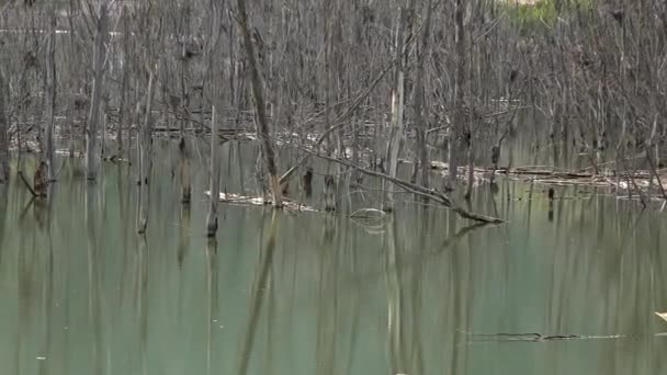 洪水湖中的干枯无叶树分枝与中继 水中的枯木 水面上的倒影 干枯无叶树分枝堤坝湖 大河支流泛滥 溪水泛滥4K — 图库视频影像