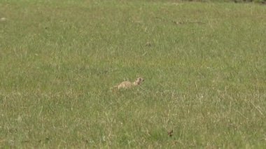 Arazi Sincapları (İngilizce: 