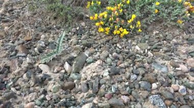 Arid Toprak yüzeyinde çorak bitkiler ve çiçekler. Yarı kıtasal topoğrafya çayırlık bozkır ovası ovalık çayır yaylalar düz yaylalar plato bozkırları subtropikal 4K