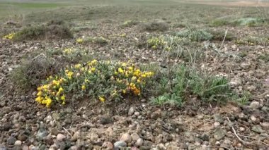 Arid Toprak yüzeyinde çorak bitkiler ve çiçekler. Yarı kıtasal topoğrafya çayırlık bozkır ovası ovalık çayır yaylalar düz yaylalar plato bozkırları subtropikal 4K