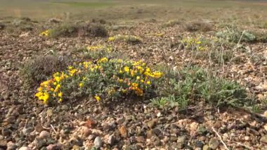 Arid Toprak yüzeyinde çorak bitkiler ve çiçekler. Yarı kıtasal topoğrafya çayırlık bozkır ovası ovalık çayır yaylalar düz yaylalar plato bozkırları subtropikal 4K