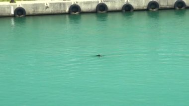 Limanın yanında yunus ve turkuaz mavi denizde iskele. Yunus (Yunus), Cetacea alt familyasındaki su memelilerinin yaygın adıdır. Yunus yunusu terimi genellikle Delphinidae (okyanus yunusları), Platanistidae, Iniidae Pontoporiiiidae familyalarını ifade eder.