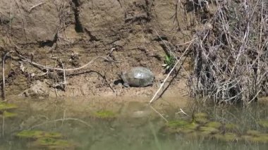 Terrapin, taze veya tuzlu suda yaşayan birkaç küçük kaplumbağa türünden biridir. Terrapinler taksonomik bir birim oluşturmayabilirler. Çamur birikintisi dere yosunlu, pis göl suları, küçük yeşil gölcükler kıyısı.