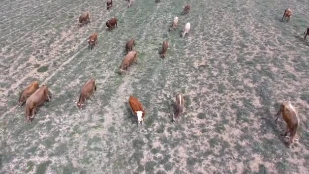 Állattenyésztés Mezőgazdaság Azon Ága Amely Húsra Tejtermékekre Nevelt Állatokkal Foglalkozik — Stock videók