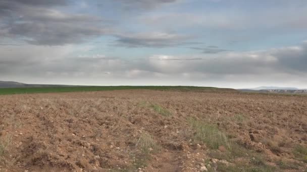 Pájaro Presa Salvaje Real Sentado Borde Del Campo Los Rapaces — Vídeo de stock