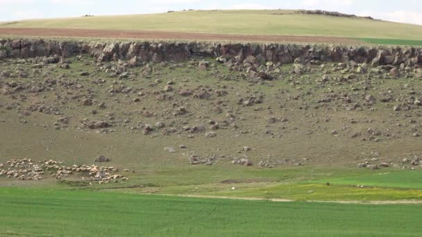 平地で放牧される羊の群れ平らなメサ山の地形の隣に位置するメサは 切り立った断崖によって四方から囲まれ 周囲の平野の上にはっきりと立っている孤立した平らな頂上の高さ または丘です — ストック動画