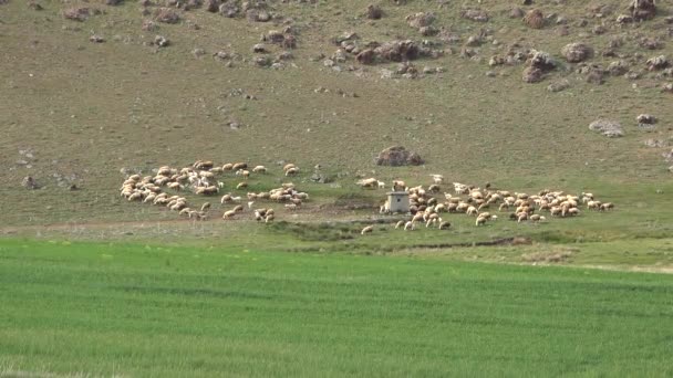 Veeteelt Tak Van Landbouw Die Zich Bezighoudt Met Dieren Die — Stockvideo