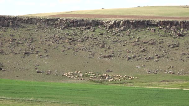 Manada Ovejas Pastando Llanura Junto Topografía Plana Montaña Mesa Una — Vídeo de stock