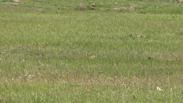 Hoofd Van Ground Squirrel Ground Eekhoorns Behoren Tot Eekhoornfamilie Sciuridae — Stockvideo