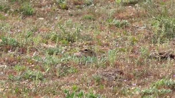 Head Ground Squirrel Ground Squirrels Members Squirrel Family Rodents Sciuridae — Stock Video