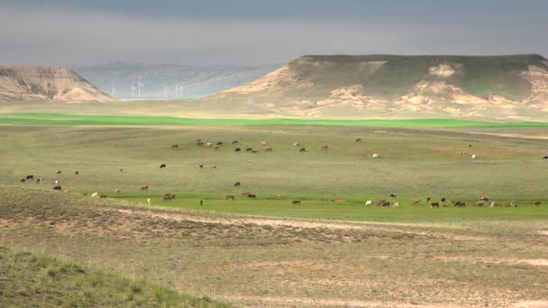 Een Mesa Een Geïsoleerde Vlakke Hoogte Bergkam Heuvel Die Van — Stockvideo