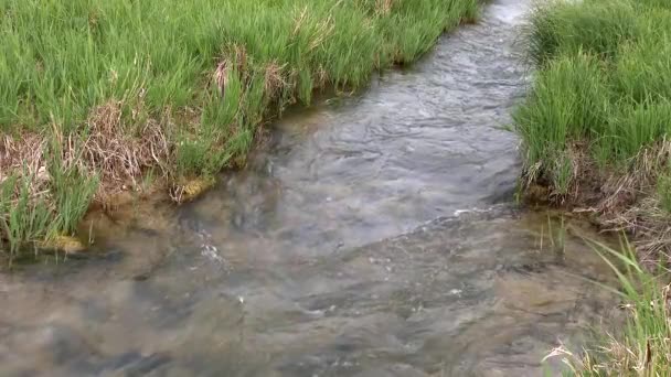 Petit Ruisseau Eaux Coulant Dans Les Prairies Sur Plain Nature — Video