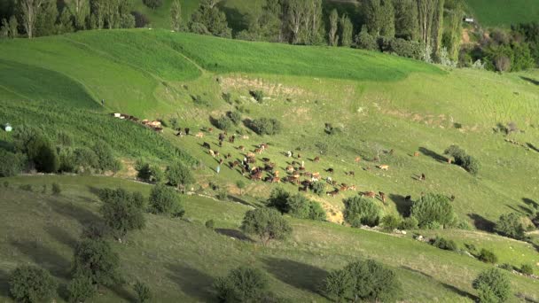 Manada Vacas Pastando Prado Fresco Prados Verdes Colinas Geografia Suave — Vídeo de Stock