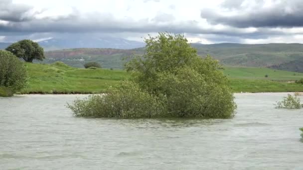 Alberi Piena Con Innalzamento Del Livello Dell Acqua Alluvione Trabocco — Video Stock