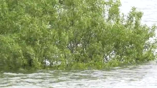 Arbres Crue Avec Élévation Niveau Eau Une Inondation Est Débordement — Video