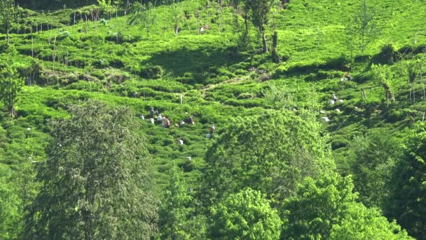 Indiase Arbeiders Plukken Groene Thee Van Velden Zuid Azië India — Stockvideo