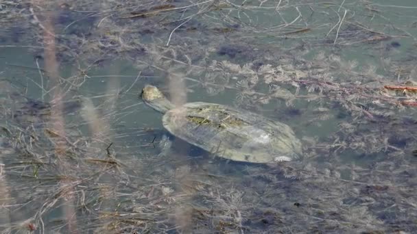 Terrapín Una Varias Especies Pequeñas Tortugas Que Viven Agua Dulce — Vídeo de stock