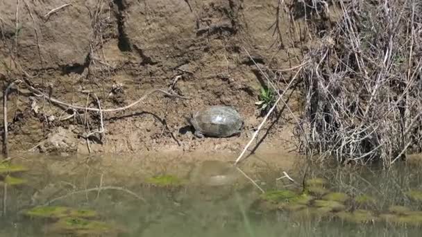 Terrapín Una Varias Especies Pequeñas Tortugas Que Viven Agua Dulce — Vídeo de stock