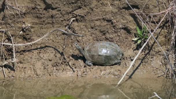 Terrapin Uma Das Várias Espécies Pequenas Tartaruga Que Vivem Água — Vídeo de Stock