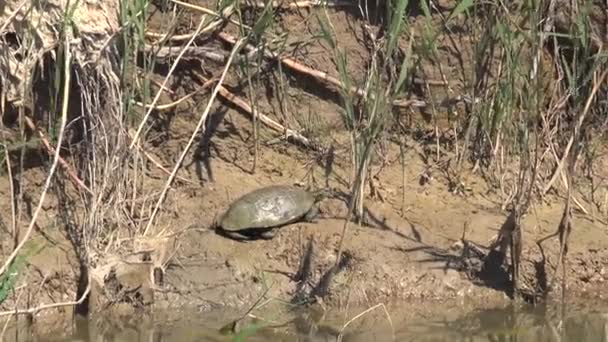 Terrapín Una Varias Especies Pequeñas Tortugas Que Viven Agua Dulce — Vídeo de stock