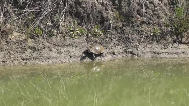 Een Schildpad Een Van Vele Kleine Schildpadden Die Zoet Brak — Stockvideo