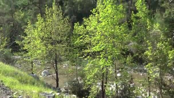 Скалистая Плоская Горная Стена Редкими Деревьями Высотная Гора Горный Холм — стоковое видео